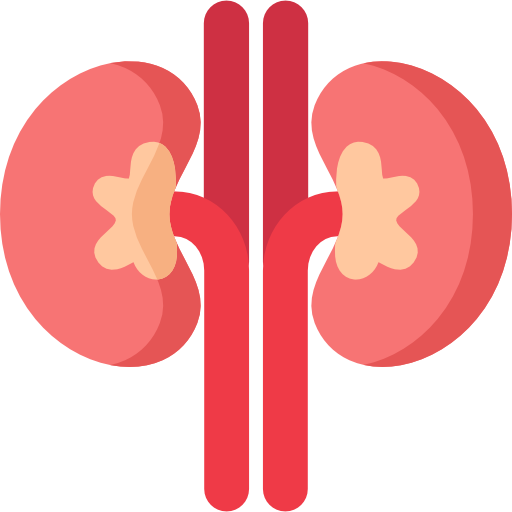 Kidney